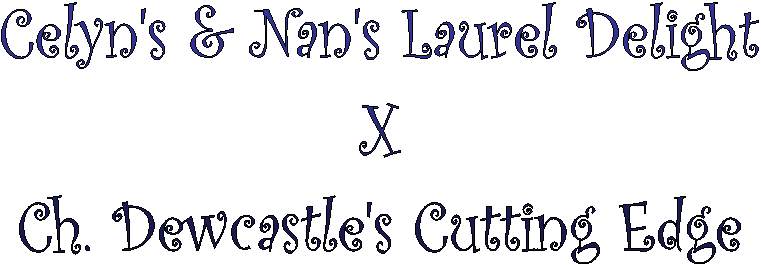 Celyn's & Nan's Laurel Delight
X
Ch. Dewcastle's Cutting Edge
